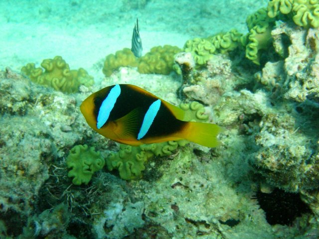 52- Poisson-clown 